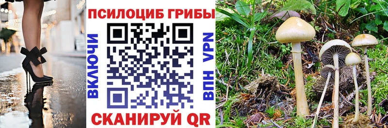 Купить где  Кандалакша  Псилоцибиновые грибы MAGIC MUSHROOMS 